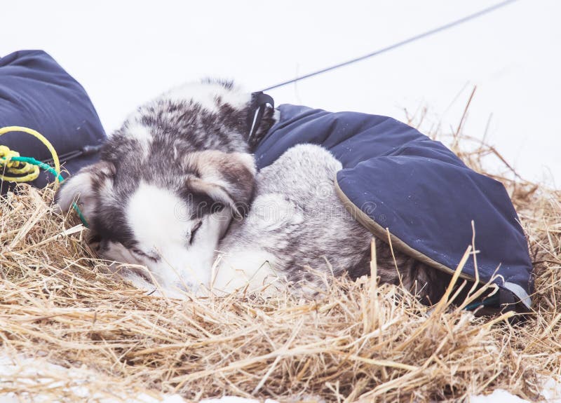 Cães roncos bonitos de Alaska que descansam durante uma raça de cão de trenó fotos de stock