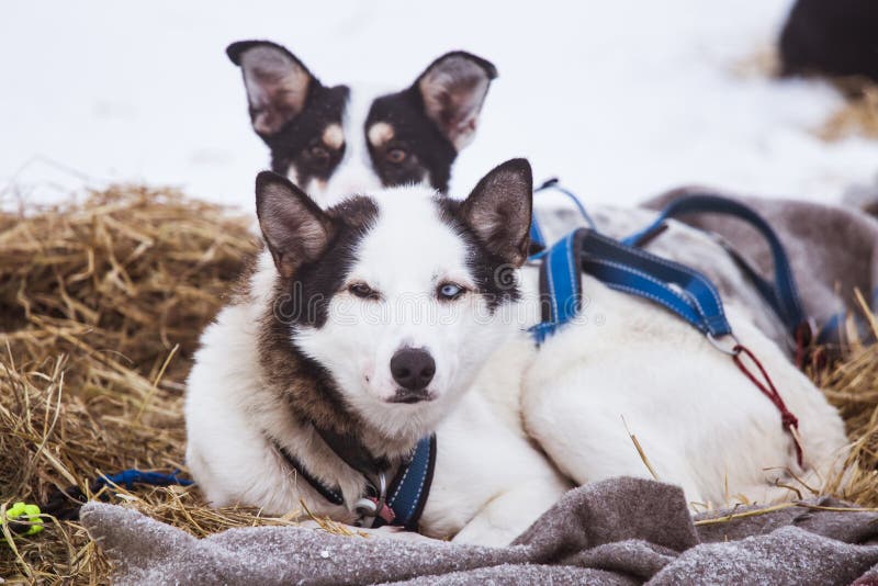 Cães roncos bonitos de Alaska que descansam durante uma raça de cão de trenó imagens de stock