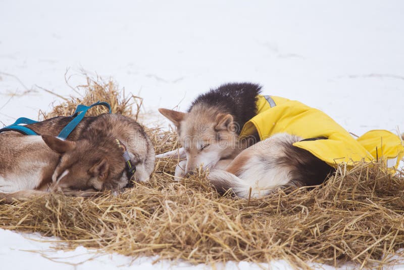 Cães roncos bonitos de Alaska que descansam durante uma raça de cão de trenó fotografia de stock