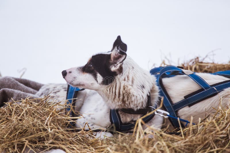 Cães roncos bonitos de Alaska que descansam durante uma raça de cão de trenó imagens de stock