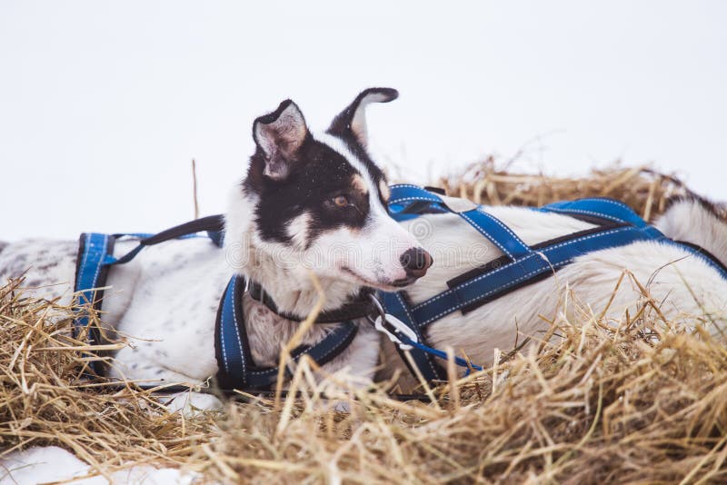Cães roncos bonitos de Alaska que descansam durante uma raça de cão de trenó imagens de stock
