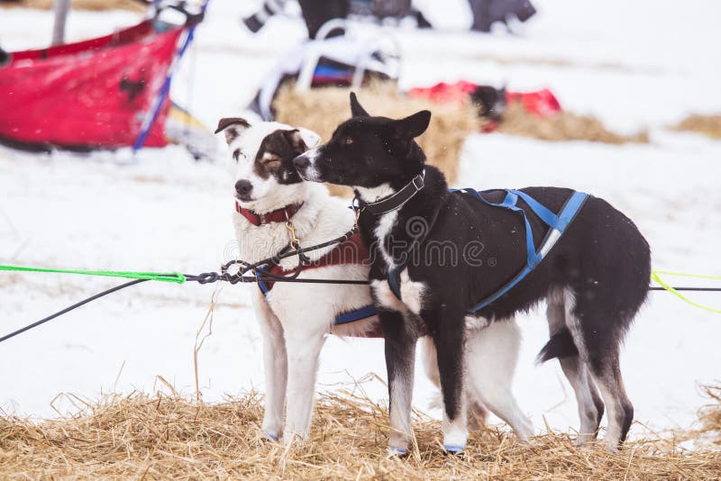 Cães roncos bonitos de Alaska que descansam durante uma raça de cão de trenó fotografia de stock