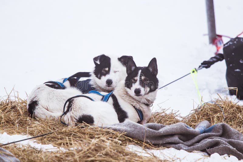 Cães roncos bonitos de Alaska que descansam durante uma raça de cão de trenó imagem de stock royalty free