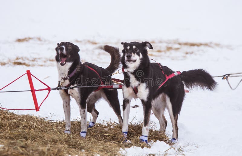 Cães roncos bonitos de Alaska que descansam durante uma raça de cão de trenó imagem de stock royalty free