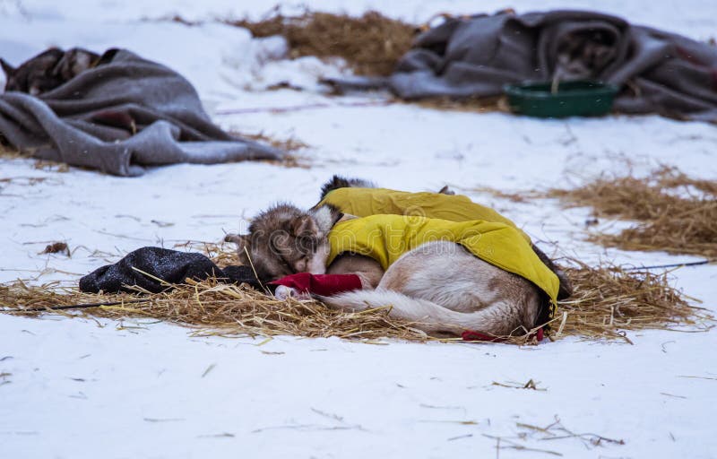 Cães roncos bonitos de Alaska que descansam durante uma raça de cão de trenó Raça de cão de trenó interurbana em Noruega