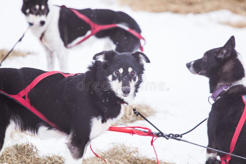 Cães roncos bonitos de Alaska que descansam durante uma raça de cão de trenó imagens de stock royalty free