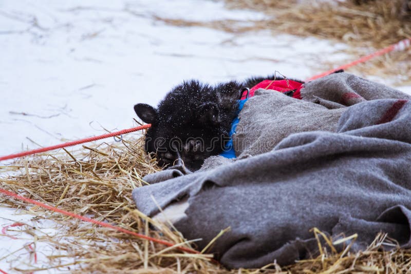 Cães roncos bonitos de Alaska que descansam durante uma raça de cão de trenó fotos de stock