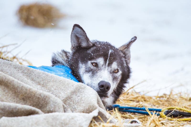 Cães roncos bonitos de Alaska que descansam durante uma raça de cão de trenó imagens de stock