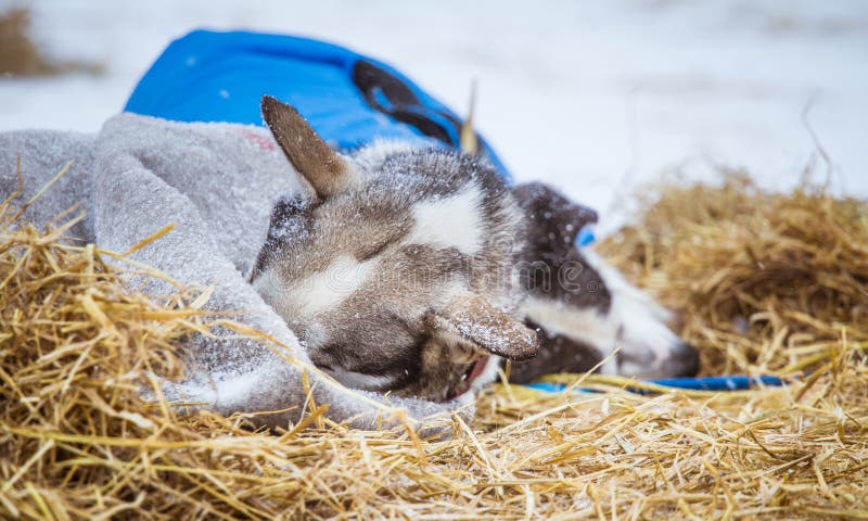 Cães roncos bonitos de Alaska que descansam durante uma raça de cão de trenó imagens de stock