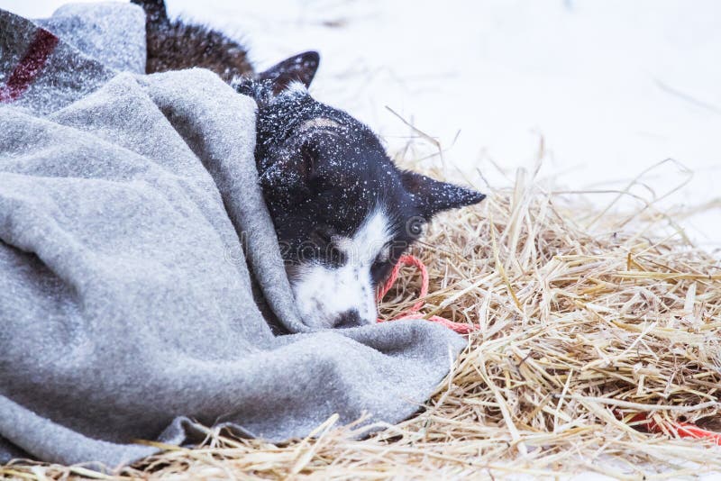 Cães roncos bonitos de Alaska que descansam durante uma raça de cão de trenó imagem de stock