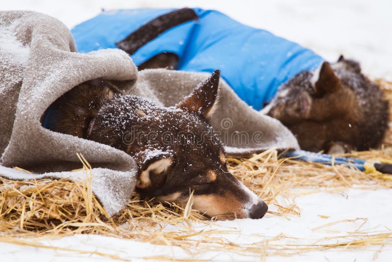 Cães roncos bonitos de Alaska que descansam durante uma raça de cão de trenó imagem de stock