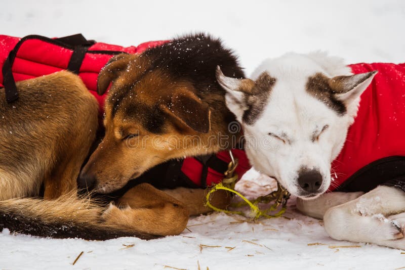 Cães roncos bonitos de Alaska que descansam durante uma raça de cão de trenó imagem de stock royalty free