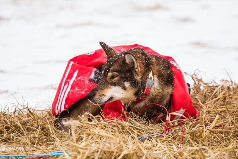 Cães roncos bonitos de Alaska que descansam durante uma raça de cão de trenó foto de stock