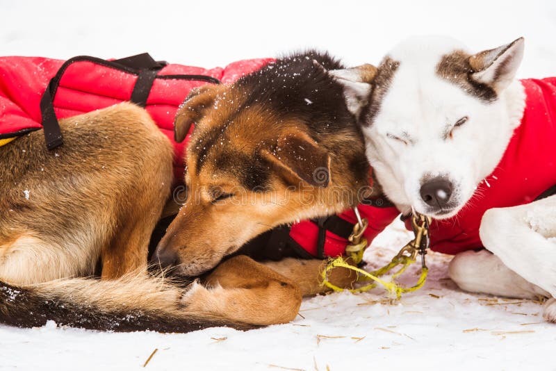 Cães roncos bonitos de Alaska que descansam durante uma raça de cão de trenó imagens de stock