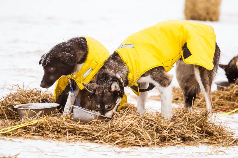 Cães roncos bonitos de Alaska que descansam durante uma raça de cão de trenó fotografia de stock