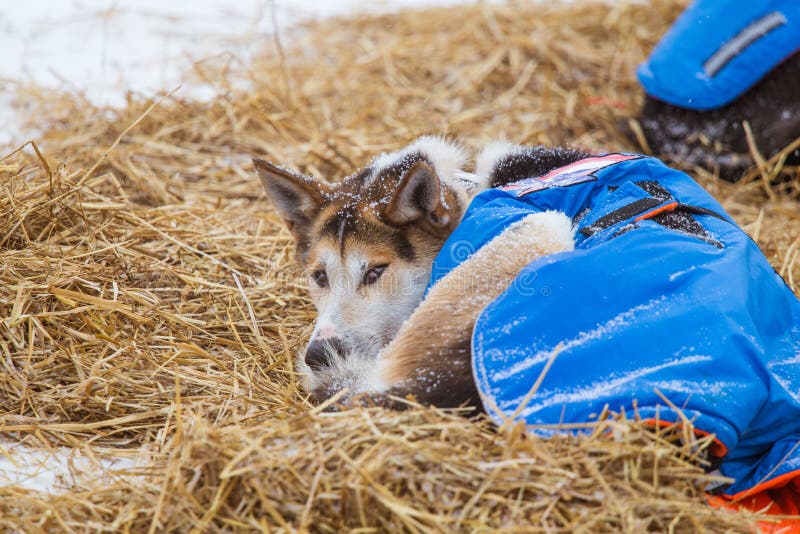 Cães roncos bonitos de Alaska que descansam durante uma raça de cão de trenó fotos de stock