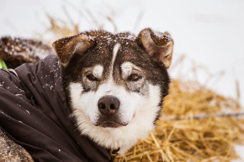Cães roncos bonitos de Alaska que descansam durante uma raça de cão de trenó imagens de stock