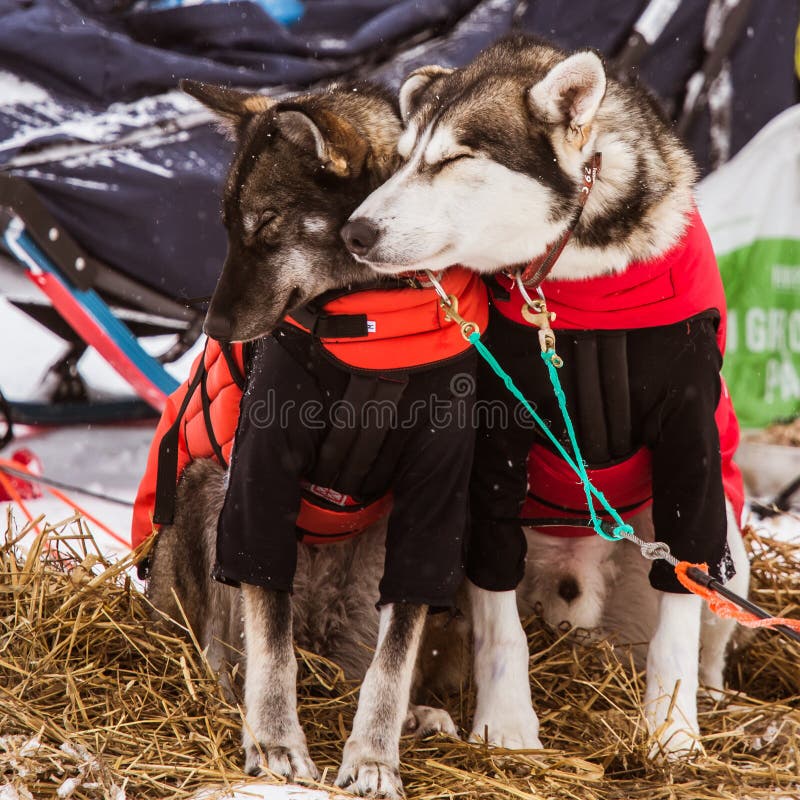 Cães roncos bonitos de Alaska que descansam durante uma raça de cão de trenó foto de stock