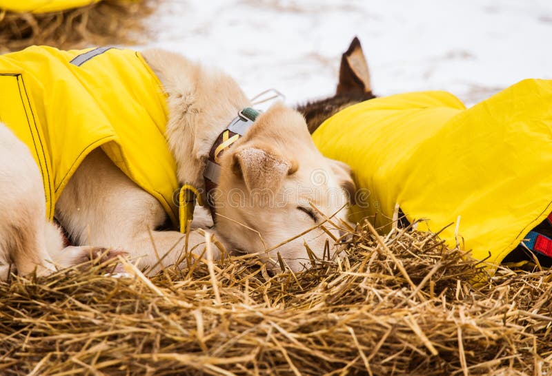 Cães roncos bonitos de Alaska que descansam durante uma raça de cão de trenó imagens de stock