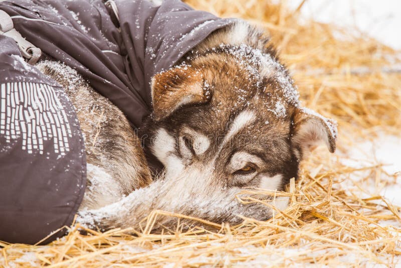 Cães roncos bonitos de Alaska que descansam durante uma raça de cão de trenó imagens de stock