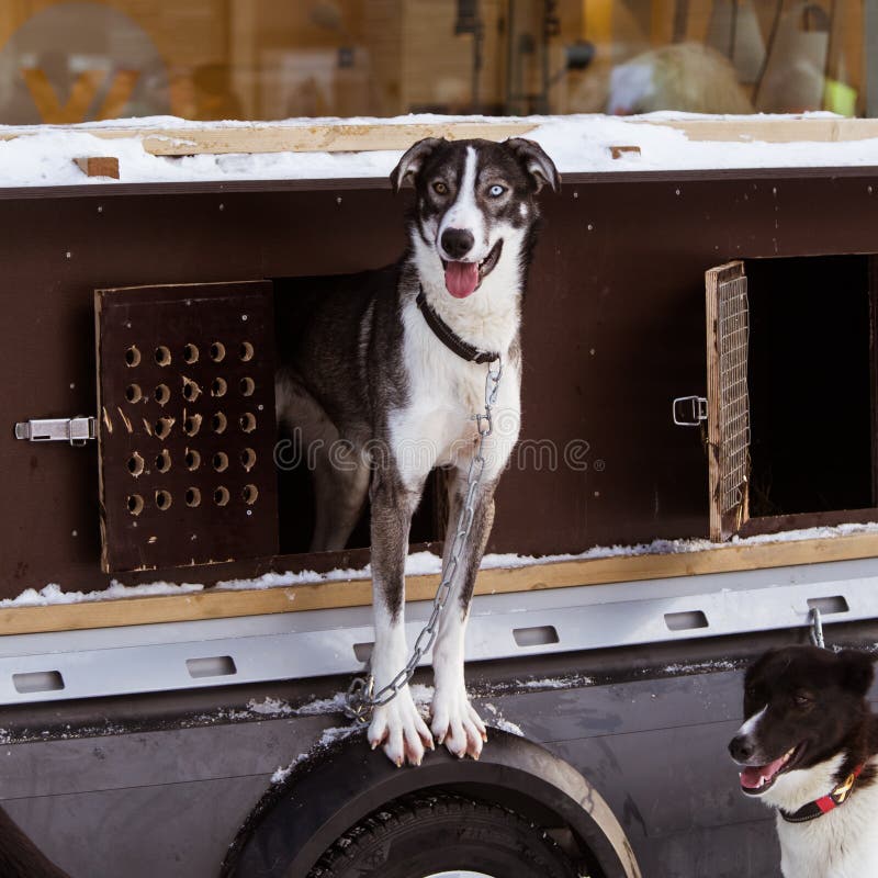 Cães roncos bonitos de Alaska que esperam uma raça de cão de trenó para começar fotos de stock royalty free