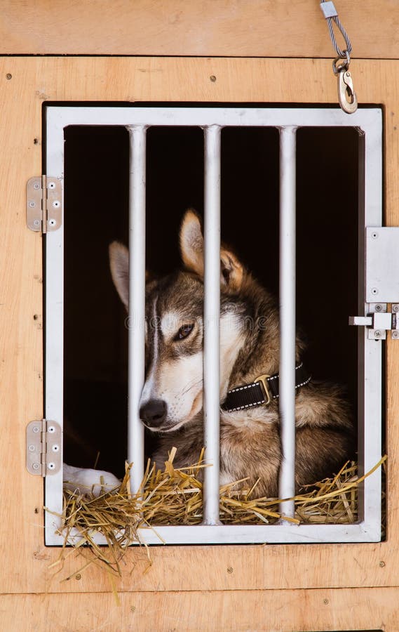 Cães roncos bonitos de Alaska que esperam uma raça de cão de trenó para começar foto de stock