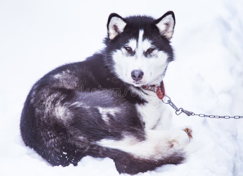 Cães roncos bonitos de Alaska que esperam uma raça de cão de trenó para começar imagem de stock
