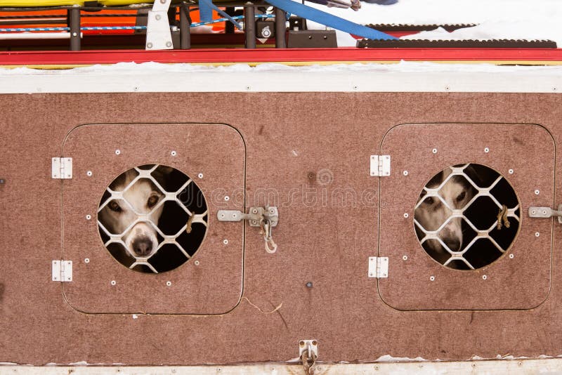 Cães roncos bonitos de Alaska que esperam uma raça de cão de trenó para começar imagens de stock royalty free