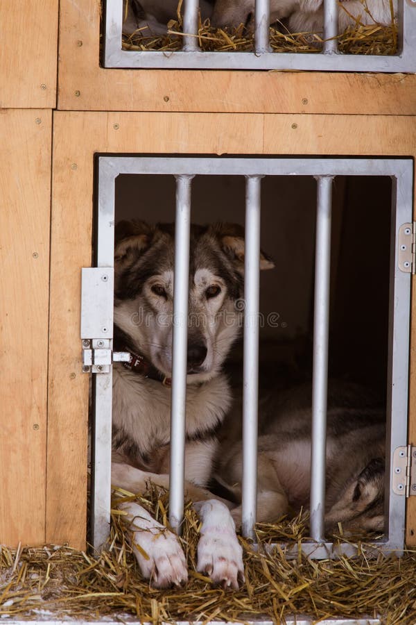 Cães roncos bonitos de Alaska que esperam uma raça de cão de trenó para começar foto de stock