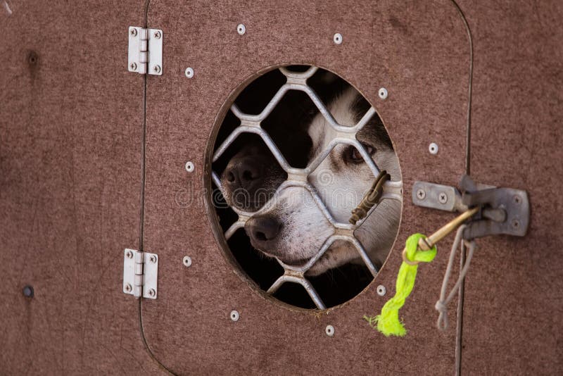 Cães roncos bonitos de Alaska que esperam uma raça de cão de trenó para começar imagem de stock