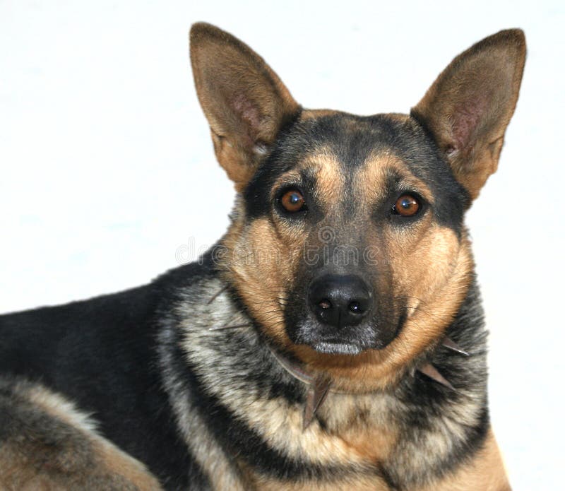 Cão Cão