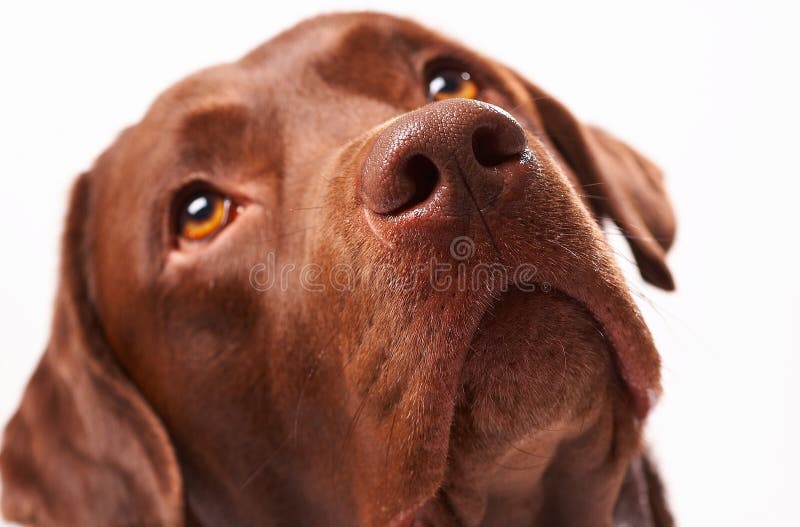 Cão foto de stock