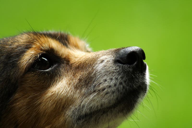 Cão imagens de stock