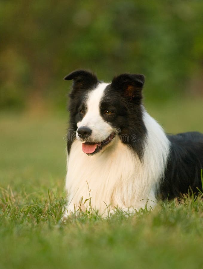 Cão imagem de stock Cão imagem de stock