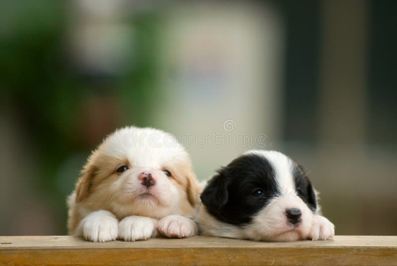 Cão imagem de stock Cão imagem de stock