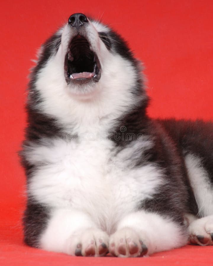 Portrait of cute dog with mouth open, red studio background. Portrait of cute dog with mouth open, red studio background.