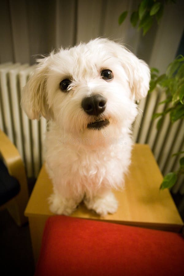 Cão Cão