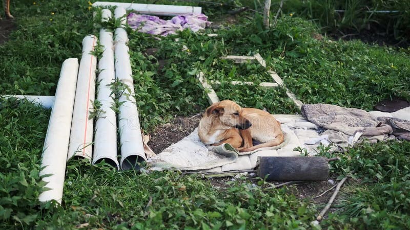 Cão abandonado infeliz. cão desfavorecido na rua.