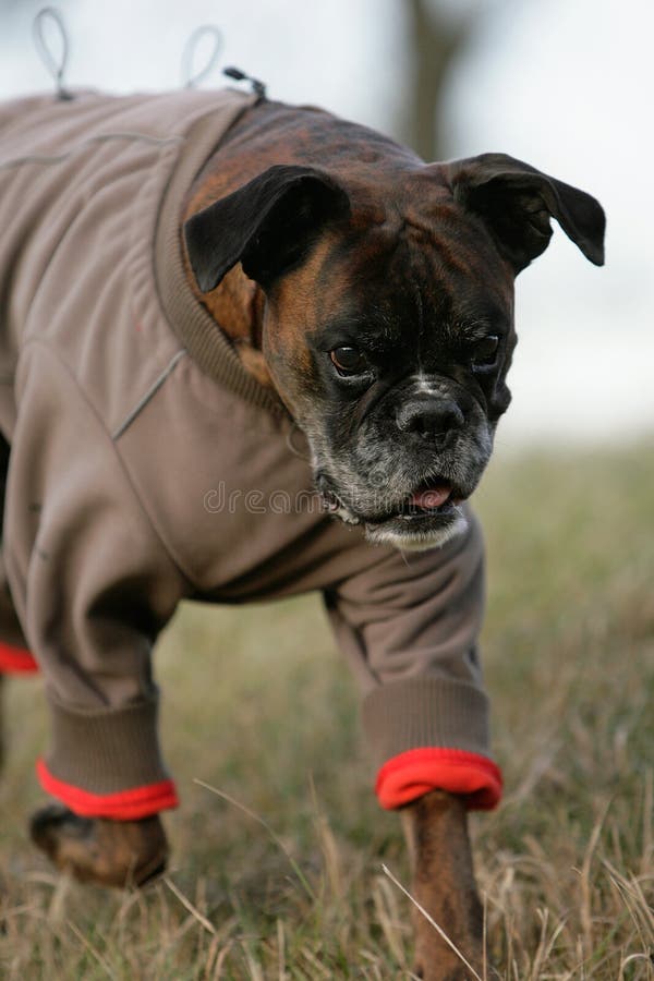 Cão boxer alemão vestido imagem de stock