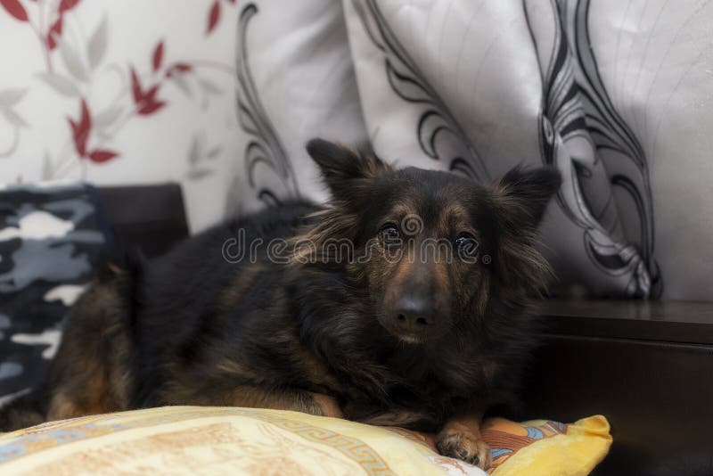 Cão assustado que encontra-se no sofá fotos de stock royalty free Cão assustado que encontra-se no sofá fotos de stock royalty free