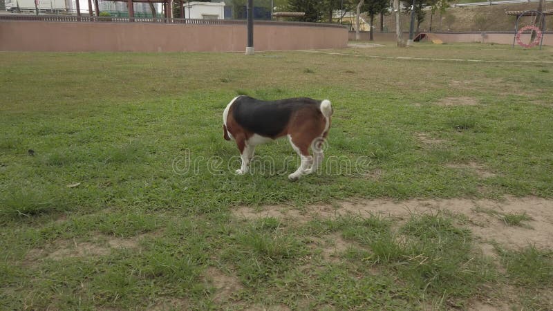 Cão-beagle caçando no jardim