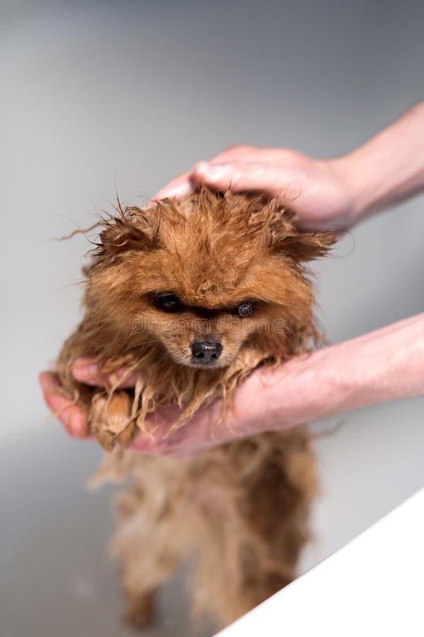 Cão bem preparado grooming Preparação de um cão pomeranian Pomeranian engraçado no banho Cão que toma um chuveiro Cão no backgrou foto de stock royalty free Cão bem preparado grooming Preparação de um cão pomeranian Pomeranian engraçado no banho Cão que toma um chuveiro Cão no backgrou foto de stock royalty free