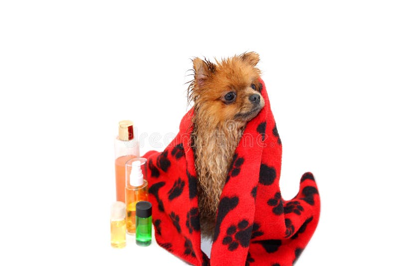Cão bem preparado grooming Preparação de um cão pomeranian Pomeranian engraçado no banho Cão que toma um chuveiro Cão no backgrou imagem de stock royalty free Cão bem preparado grooming Preparação de um cão pomeranian Pomeranian engraçado no banho Cão que toma um chuveiro Cão no backgrou imagem de stock royalty free