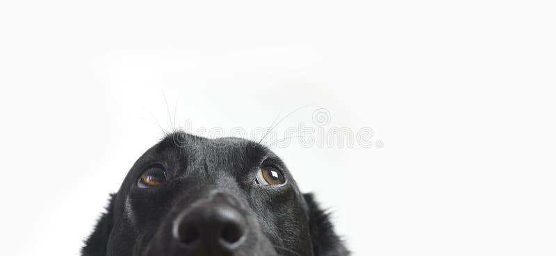 Cão fofo fotografia de stock royalty free