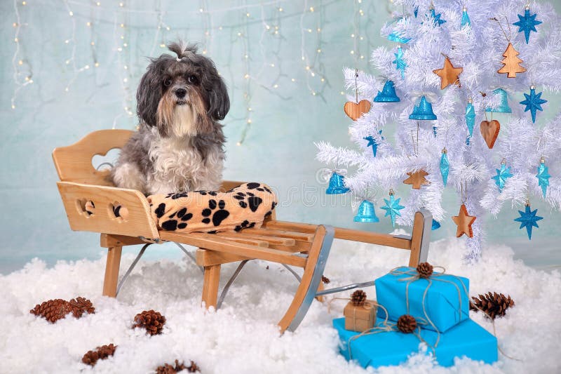 Cão bonito de Bichon Havanese em um trenó de madeira em um interior do Natal/ano novo - neve artificial, árvore branca com madeir fotografia de stock royalty free Cão bonito de Bichon Havanese em um trenó de madeira em um interior do Natal/ano novo - neve artificial, árvore branca com madeir fotografia de stock royalty free