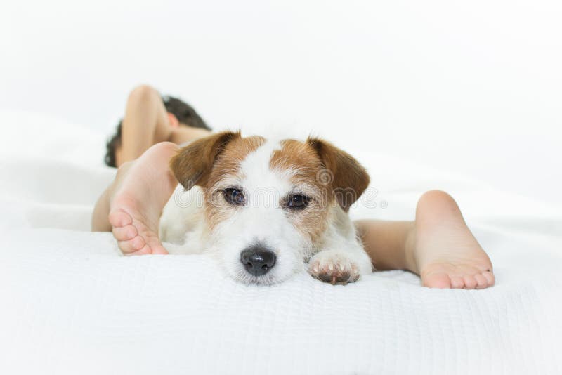 CÃO BONITO DE JACK RUSSELL NA CAMA COM SEU ISOLADO DO PROPRIETÁRIO DA CRIANÇA PEQUENA fotografia de stock royalty free CÃO BONITO DE JACK RUSSELL NA CAMA COM SEU ISOLADO DO PROPRIETÁRIO DA CRIANÇA PEQUENA fotografia de stock royalty free