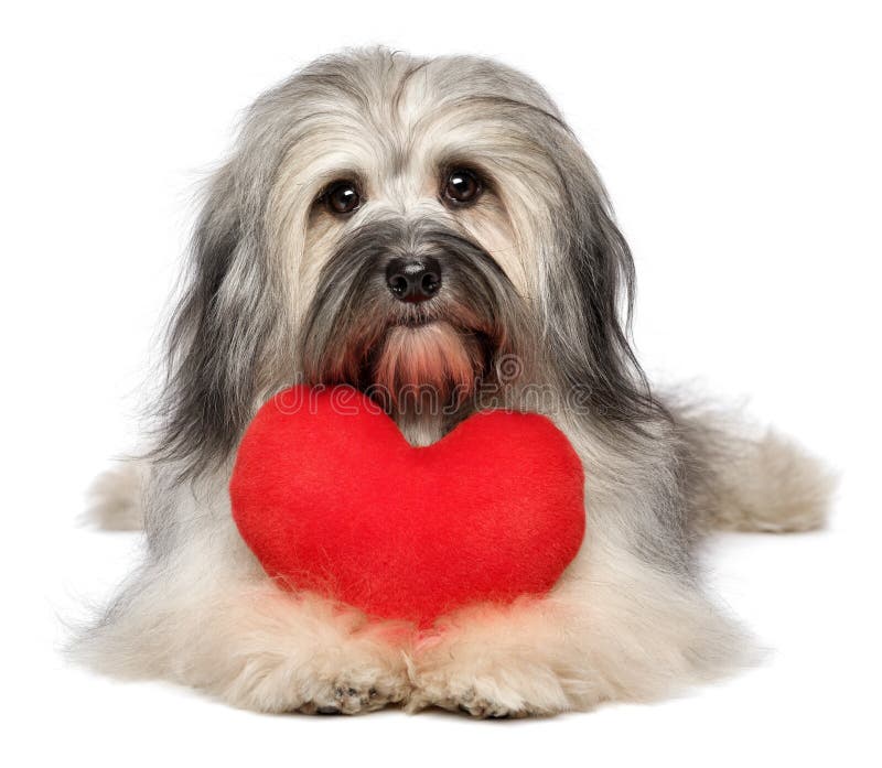 Cão bonito de Valentine Havanese do amante com um coração vermelho