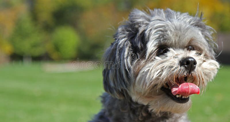 Attentive looking Shih-Poo (mixture of poodle and Shih Tzu) Dog with tongue hanging out on a hot summer day. Attentive looking Shih-Poo (mixture of poodle and Shih Tzu) Dog with tongue hanging out on a hot summer day.