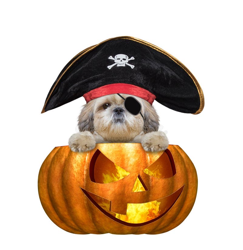 Cão bonito do shitzu da bruxa da abóbora de Dia das Bruxas no traje do pirata - isolado no branco