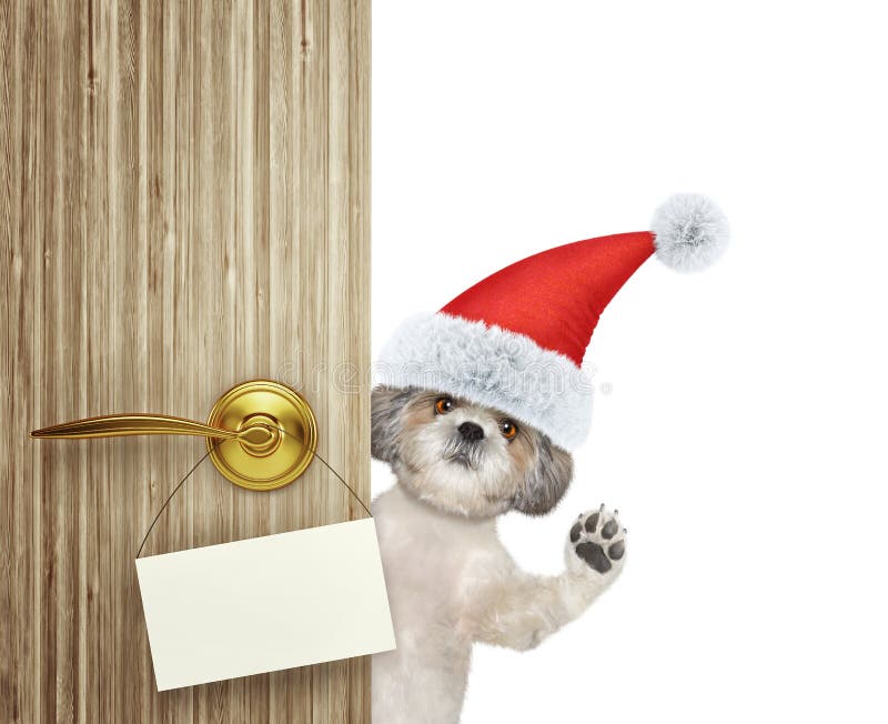 Cão bonito do shitzu no chapéu vermelho de Papai Noel do Natal que olha para fora a entrada da porta em casa com cartão vazio iso foto de stock royalty free Cão bonito do shitzu no chapéu vermelho de Papai Noel do Natal que olha para fora a entrada da porta em casa com cartão vazio iso foto de stock royalty free